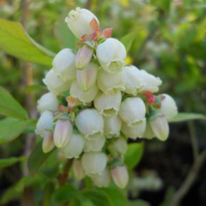 Vaccinium corymbosum 'Patriot'