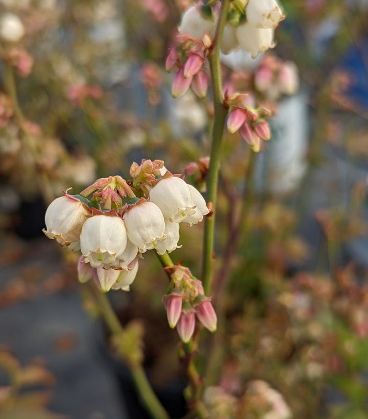 Vaccinium corymbosum 'Polaris'