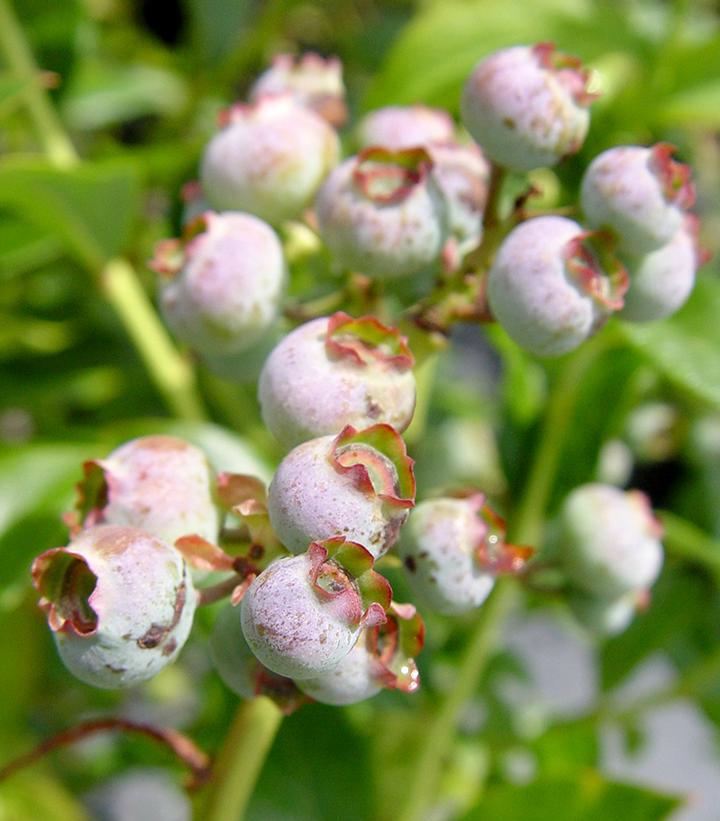 Vaccinium corymbosum 'Blueray'