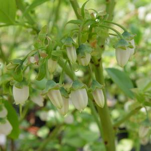 Vaccinium corymbosum Jersey