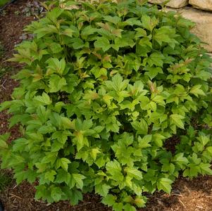 Viburnum tri. 'Baileys Compactum'