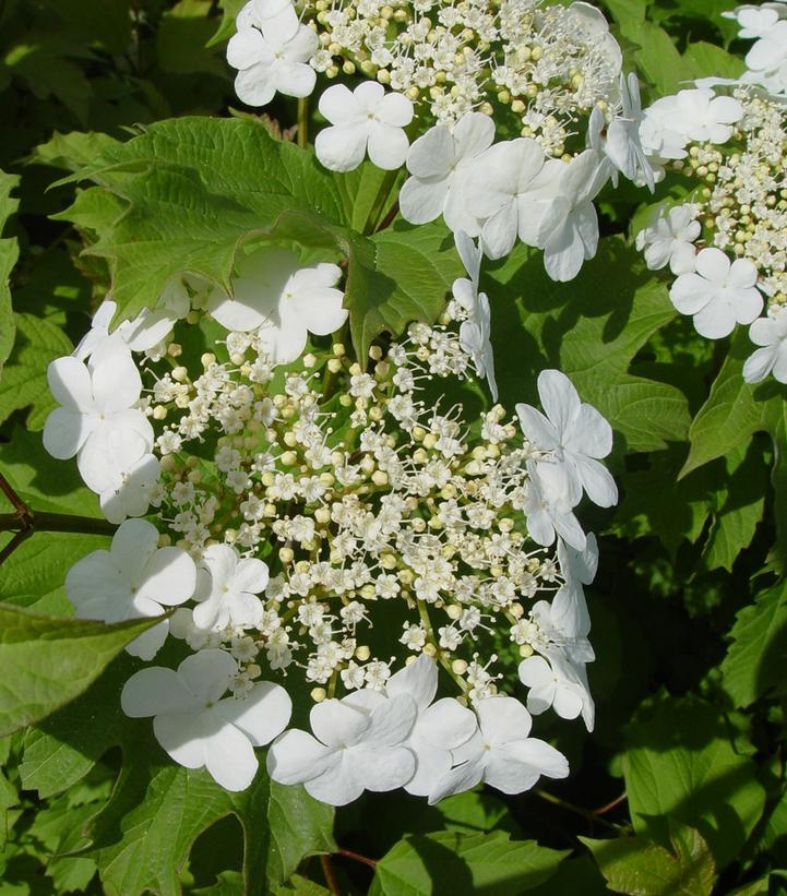 Viburnum trilobum 'Wentworth'