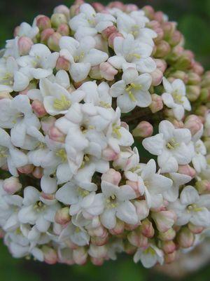 Viburnum carlesii 