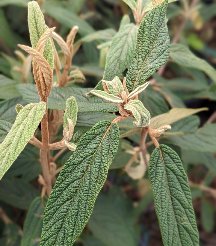 Viburnum rhytidophyllum 