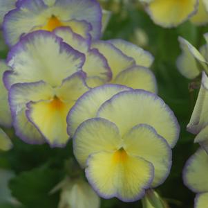 Viola x 'Etain'