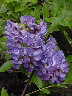 Wisteria frut. Amethyst Falls