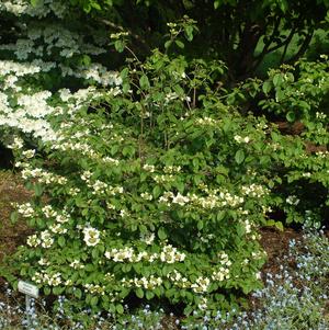 Viburnum p. t. Summer Snowflake