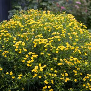 Hypericum X Sunny Boulevard®