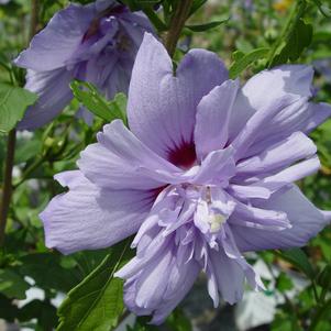 Hibiscus syriacus Blue Chiffon®