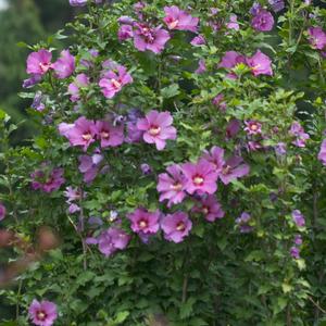 Hibiscus syriacus Violet Satin®