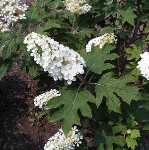 Hydrangea quercifolia 