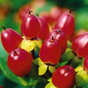 Hypericum inodorum Red Star™