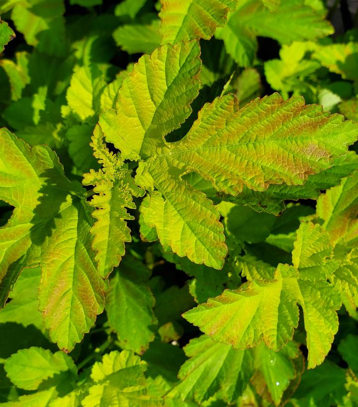 Physocarpus Amber Jubilee™