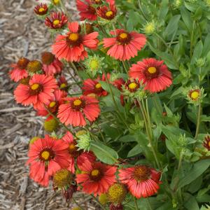 Gaillardia aristata Burgundy