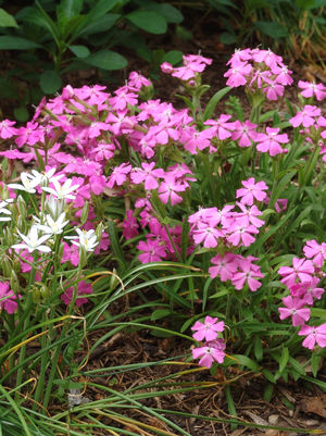 Silene caroliniana Short and Sweet