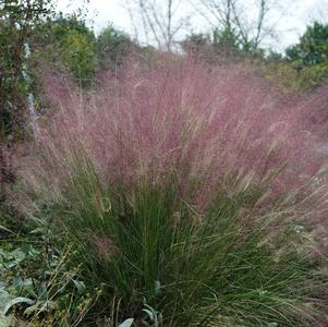 Muhlenbergia capillaris 