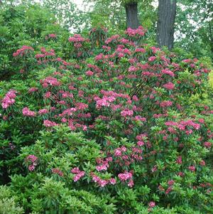 Kalmia lat. 'Goodshow'