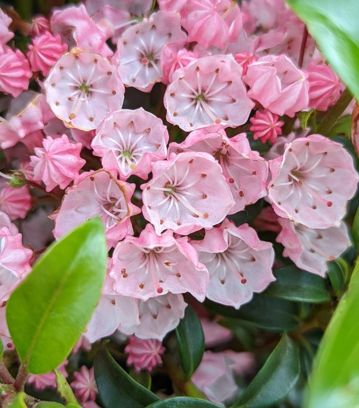 Kalmia lat. Little Linda