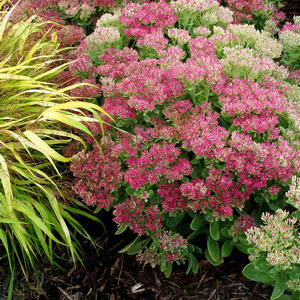 Sedum spectabile 'Hot Stuff'