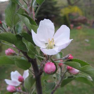 Malus X Red Delicious