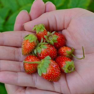 Strawberry Tristan