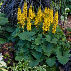 Ligularia stenocephala 'Bottle Rocket'