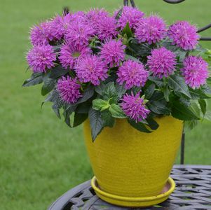 Monarda didyma Pardon My Purple