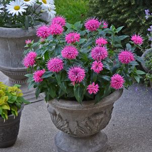 Monarda didyma Pardon My Pink