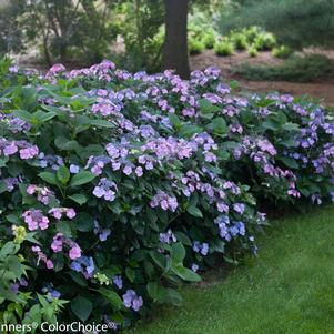 Hydrangea serrata Tuff Stuff™