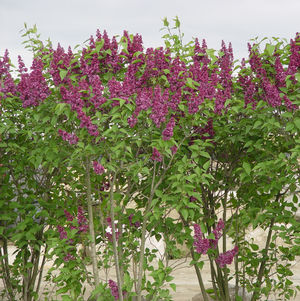 Syringa vulgaris 'Charles Joly'