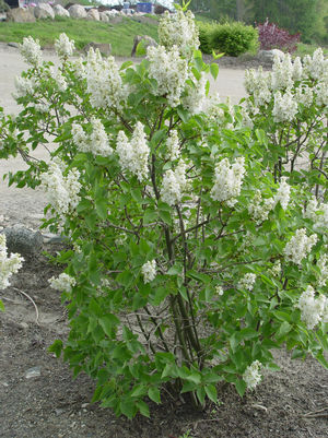 Syringa vulgaris Krasavitsa Moskvy