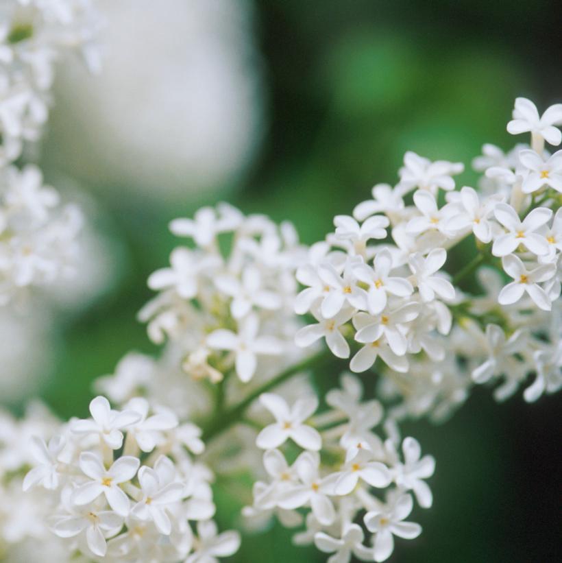 Syringa vulgaris x Primrose