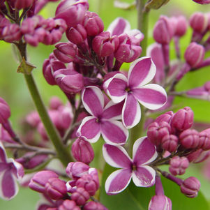 Syringa vulgaris Sensation