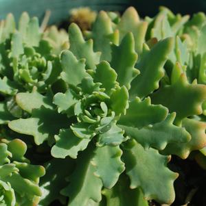 Sedum 'Thundercloud'