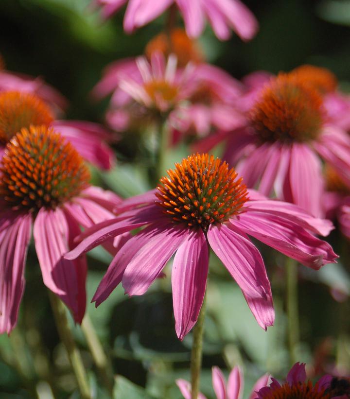 Echinacea Pow Wow® Wildberry