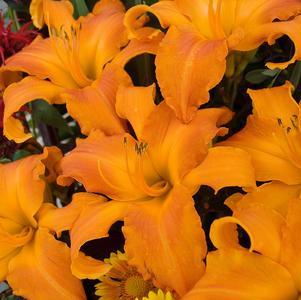 Hemerocallis Rainbow Rhythm® Rainbow Rhythm® Primal Scream