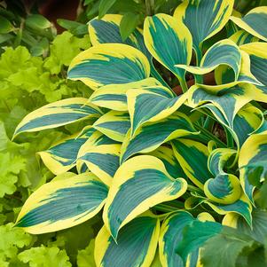 Hosta hybrid Shadowland® Shadowland® Autumn Frost