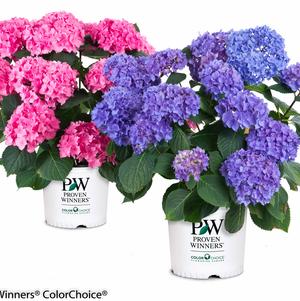 Hydrangea mac. Let's Dance® Let's Dance® Rhythmic Blue®