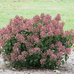 Hydrangea pan. Little Quick Fire®