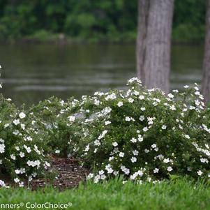 Potentilla fruticosa Happy Face® White