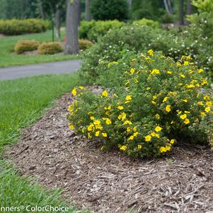 Potentilla fruticosa Happy Face®