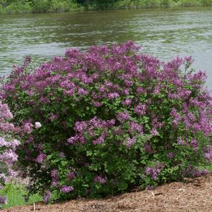 Syringa x Bloomerang® Bloomerang® Dark Purple