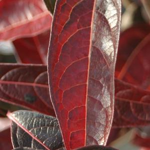 Viburnum nudum Brandywine™