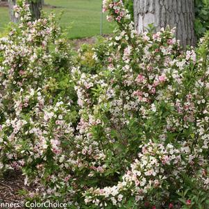 Weigela Sonic Bloom® Sonic Bloom® Pearl