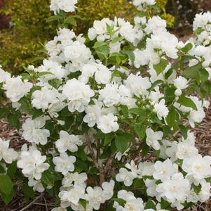 Philadelphus Snow White™