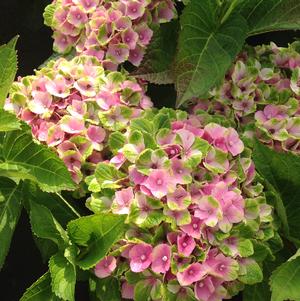 Hydrangea mac. Everlasting® Amethyst