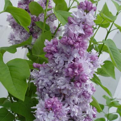 Syringa 'Equinox Valley'