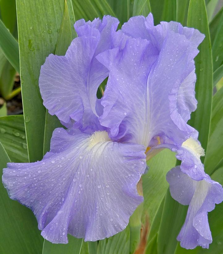 Iris germanica 'Victoria Falls'