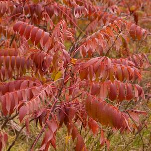 Rhus glabra 