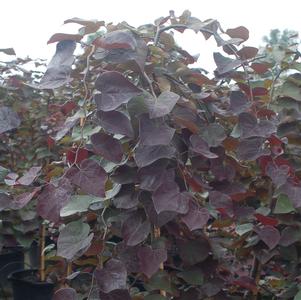 Cercis canadensis Ruby Falls